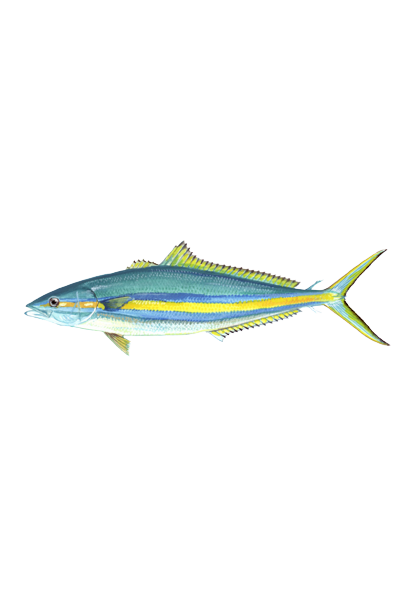 Rainbow runner online